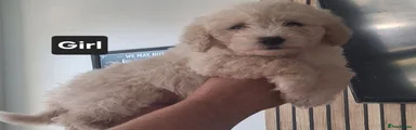 Maltipoo 4