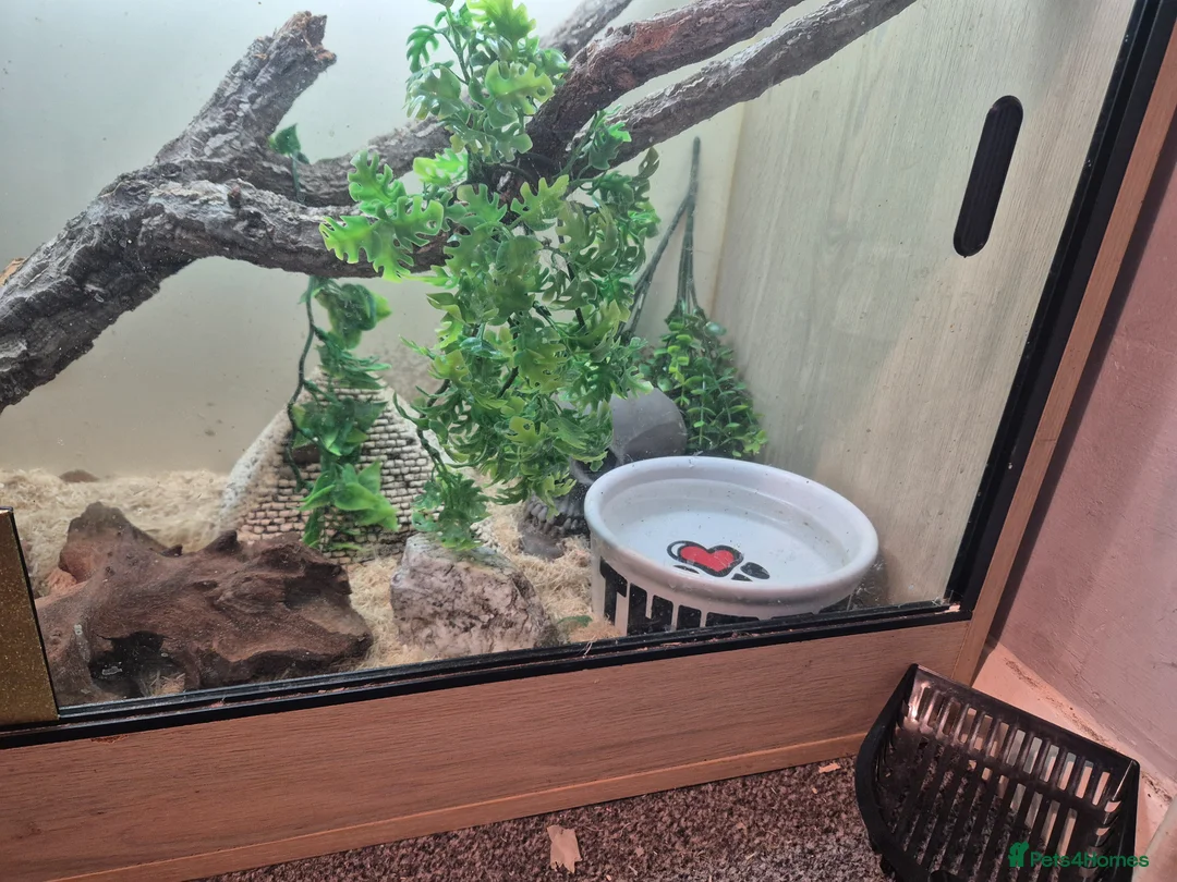 King Snake reptiles for sale: Albino california king snake - Advert 6