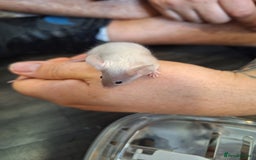 Mouse rodents for sale: Baby female fancy tri colour mice  - Image 2