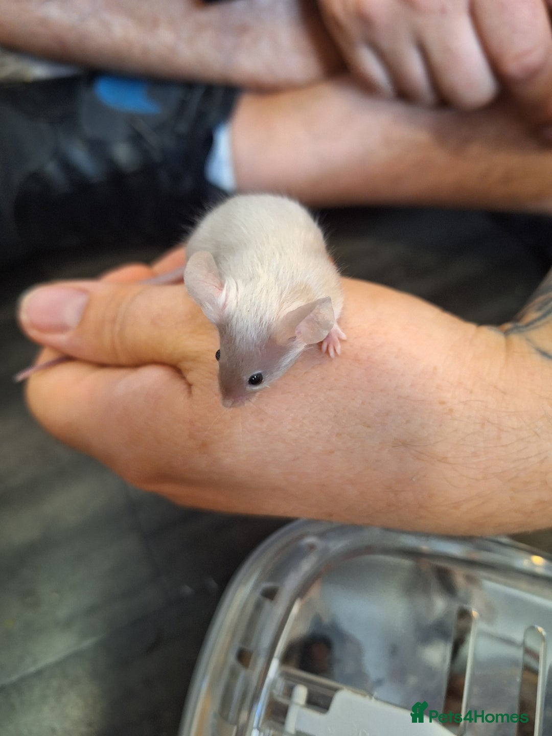 Mouse rodents for sale: Baby female fancy tri colour mice  - Image 2