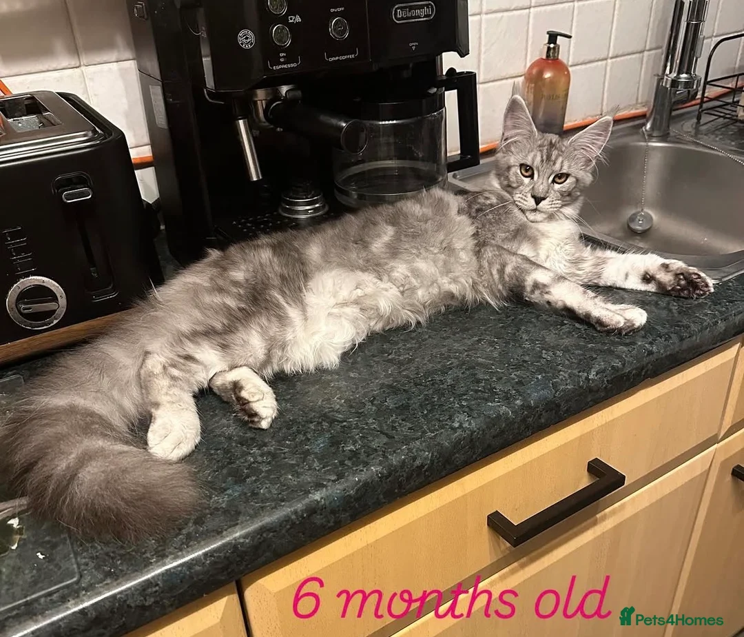 Maine Coon cats for sale: Tica Active Kittens - Advert 6