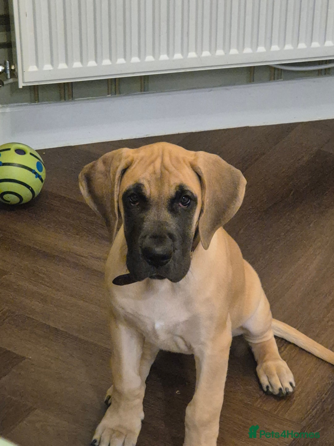 Great Dane dogs for sale: Sarhara & Atlanta are show quality Great Danes - Advert 1