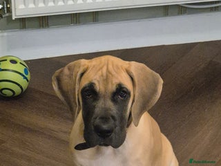 Great Dane dogs Sarhara & Atlanta are show quality Great Danes - Advert 2