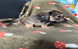 Miniature Dachshund dogs for sale: Cream&Shaded KC reg. PRA clear 4 weeks old - Image 6