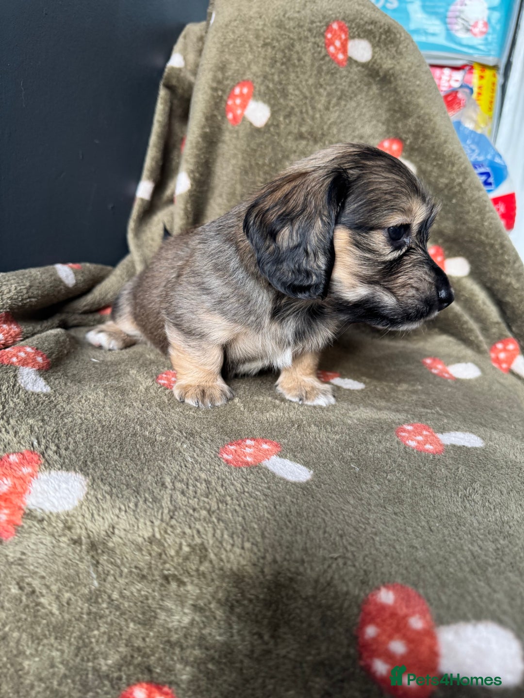 Miniature Dachshund dogs for sale: Cream&Shaded KC reg. PRA clear 4 weeks old - Image 6