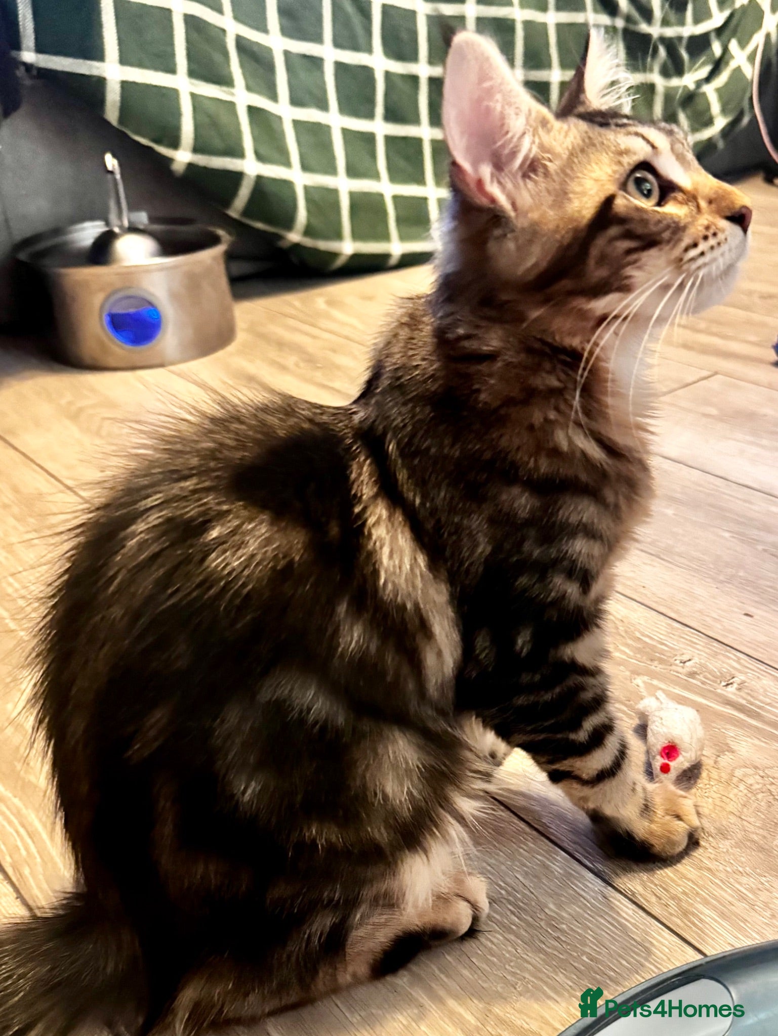 Maine Coon cats Stunning tabby pedigree XL Maine Coons ready now! - Advert 1