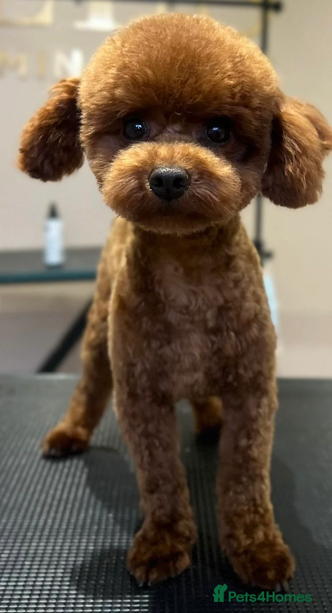 Maltipoo dogs for sale: 🧸 Incredible Teddy Bear F1 Asian Maltipoo 🧸 - Advert 14