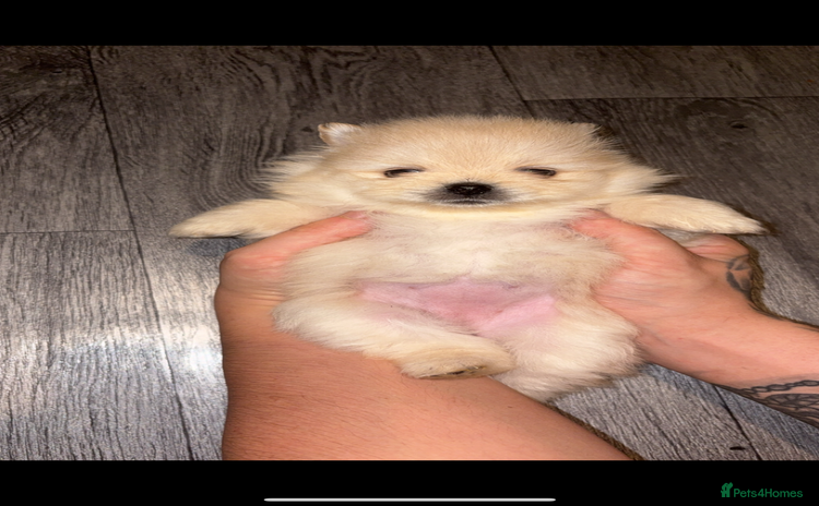 Pomeranian dogs 🌟Pomeranian🌟 - Advert 7