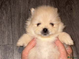Pomeranian dogs 🌟Pomeranian🌟 - Advert 7