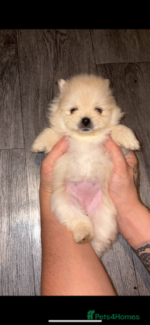 Pomeranian dogs 🌟Pomeranian🌟 - Advert 7
