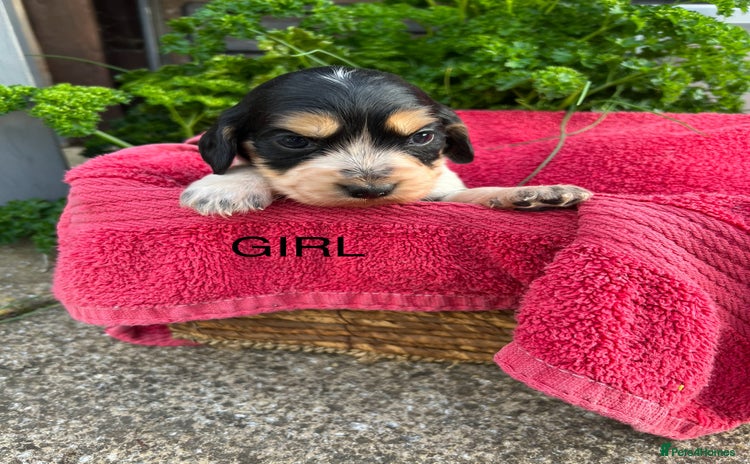 Cocker Spaniel dogs - Advert 35