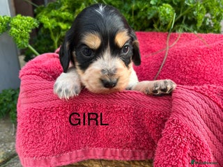 Cocker Spaniel dogs - Advert 12