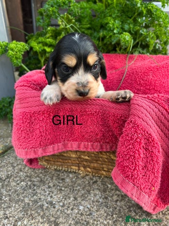 Cocker Spaniel dogs - Advert 3