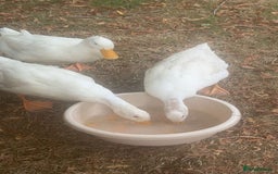 Ducks poultry for sale: 2 Cherry Valley Ducks - Image 3