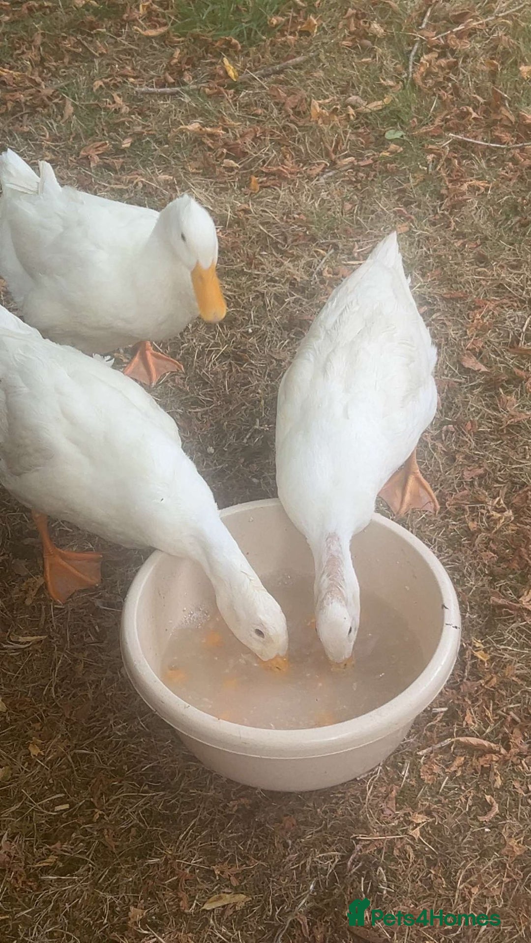 Ducks poultry for sale: 2 Cherry Valley Ducks - Image 3
