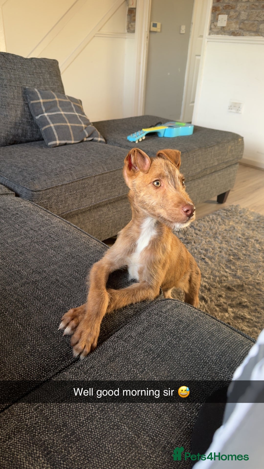 Lurcher dogs for sale: Wheaton bull grey dog pup  - Image 1