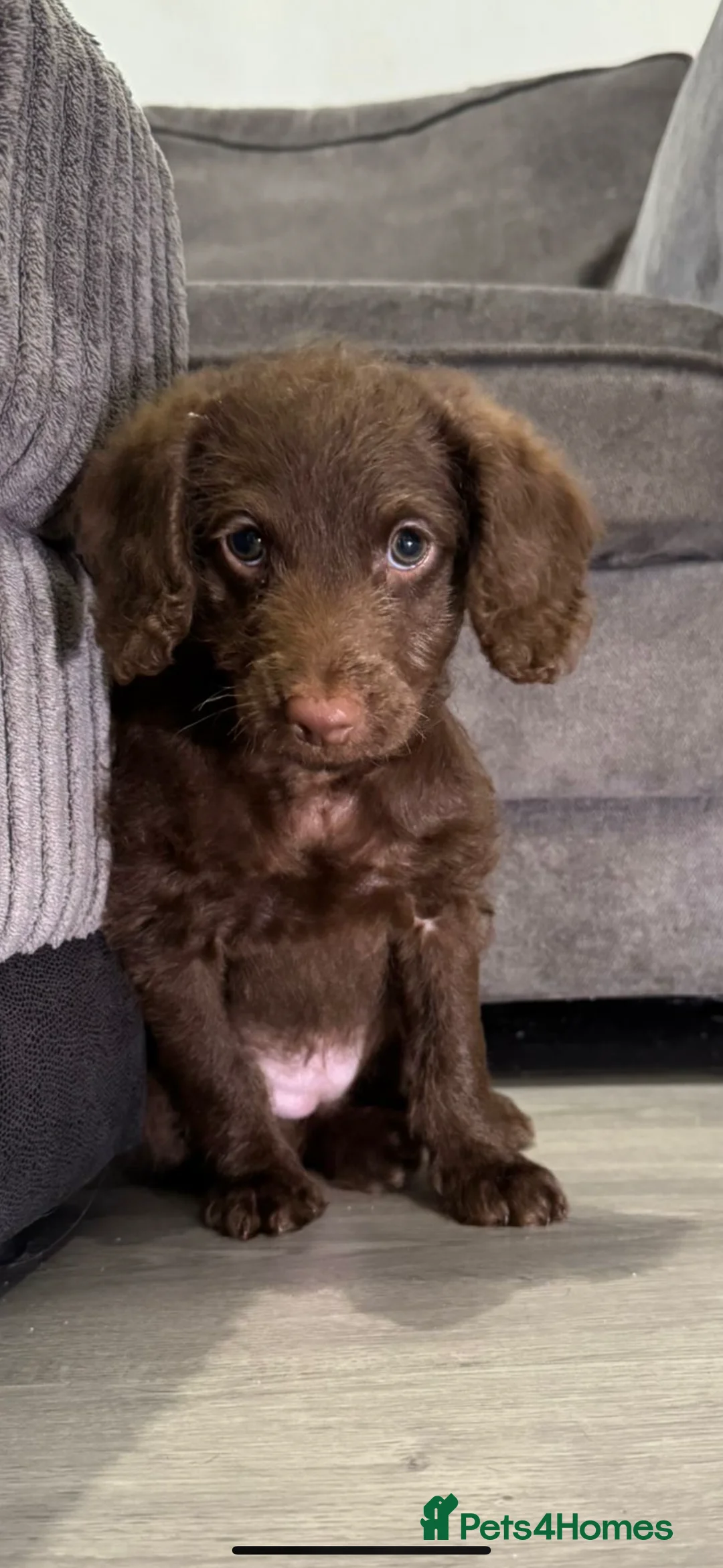 Labradoodle dogs for sale: Labradoodle puppy in Swanley - Advert 8