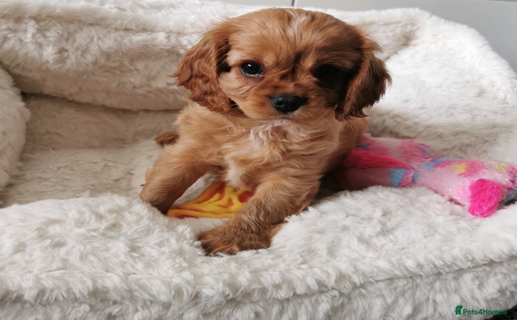 Cavalier King Charles Spaniel dogs - Advert 7
