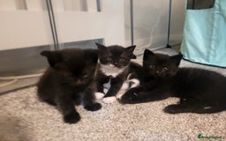 Domestic Shorthair cats for sale: Domestic shorthair/medium hair kittens - Image 12