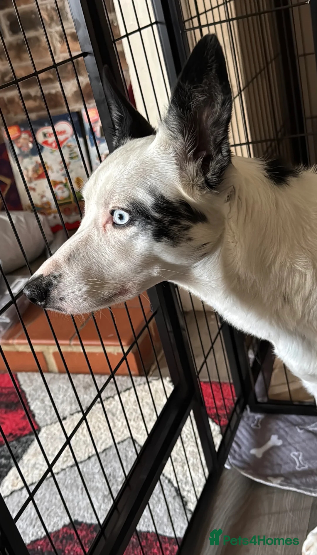 Mixed Breed dogs for sale: 4 Sprollies LEFT 🩶 - Advert 9