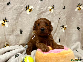 Cockapoo dogs 🌟Red F1BB Hypoallergenic DNA CLEAR Mini Cockapoos - Advert 12