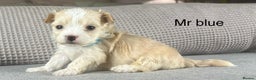 Maltipoo dogs for sale: F1b Maltipoo Mum. KC Maltese dad - Advert 4