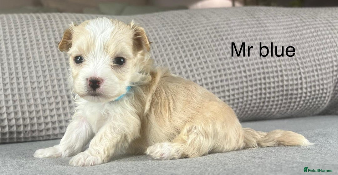 Maltipoo dogs for sale: F1b Maltipoo Mum. KC Maltese dad - Advert 4
