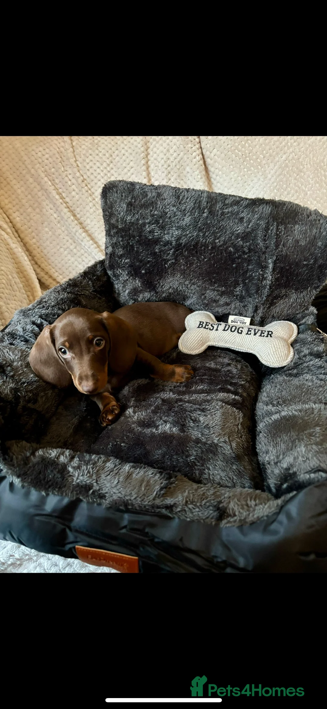 Dachshund dogs for stud: Richmond the stud  - Advert 9