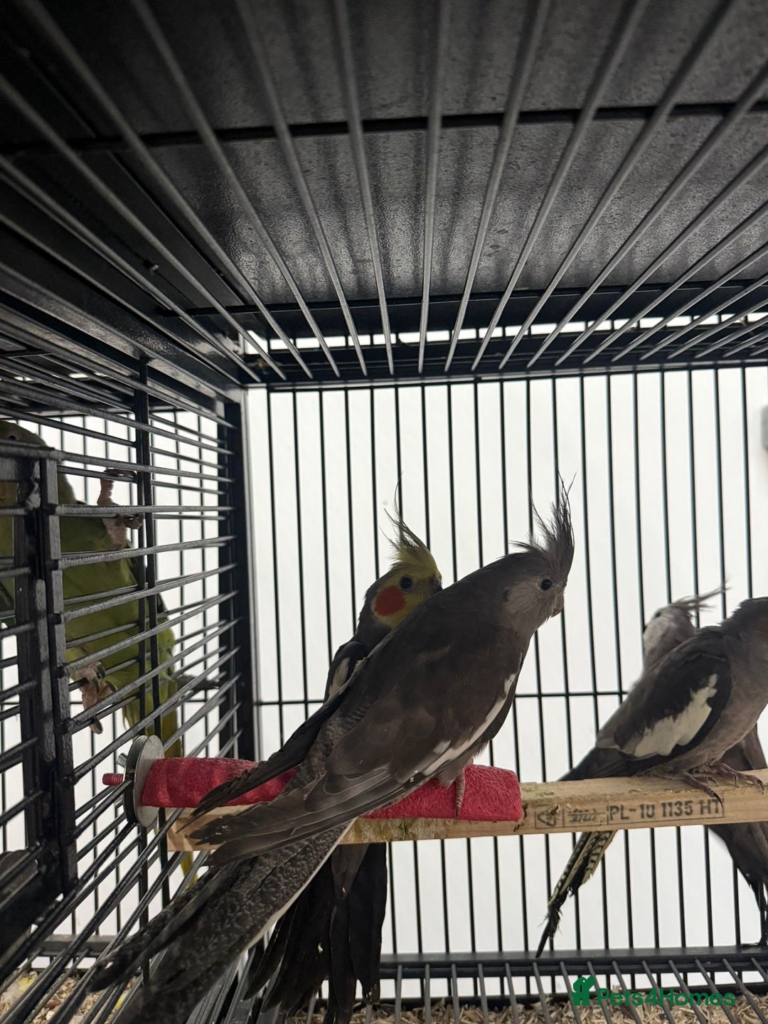 Cockatiels birds for sale: Various Stunning Baby Cockatiels  - Advert 3