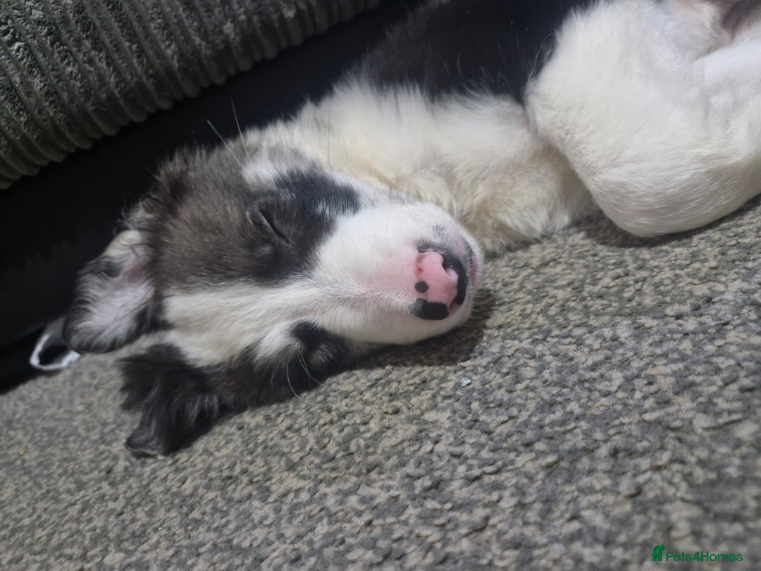 Border Collie dogs for sale: Blue merle border collie - Image 3