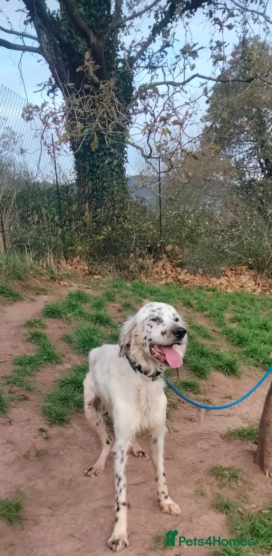 English Setter dogs for adoption: Pol   - Advert 2