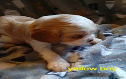 Cavalier King Charles Spaniel dogs for sale: DNA TESTED CAVALIER KING CHARLES  - Image 23