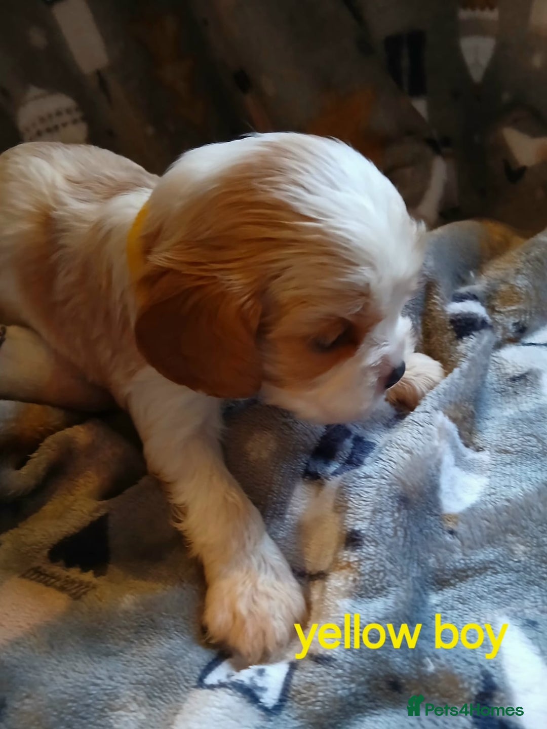 Cavalier King Charles Spaniel dogs for sale: DNA TESTED CAVALIER KING CHARLES  - Image 23