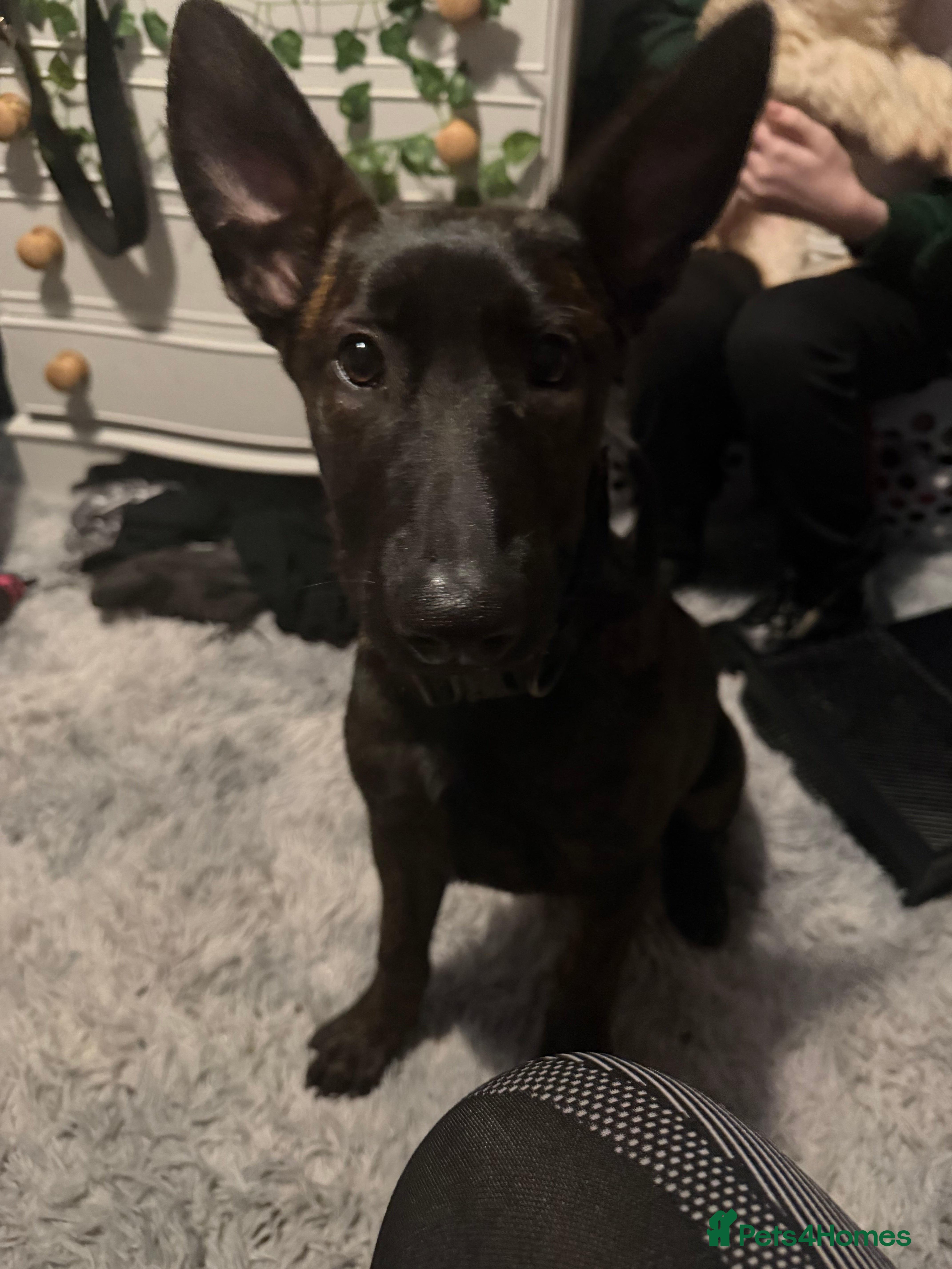 Belgian Shepherd Dog dogs Female Belgium malanois  - Advert 1