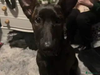 Belgian Shepherd Dog dogs Female Belgium malanois - Advert 1