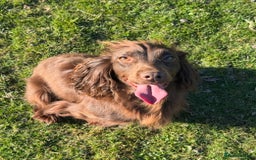 Cocker Spaniel dogs for sale: Beautiful Working Cocker Spaniel puppies - Image 12