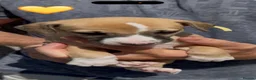 Whippet dogs for sale: READY TO GO - Healthy, well-bred, KC Whippet pups - Advert 29