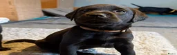 Labrador Retriever dogs for sale: Beautiful KC Labrador Puppies – FTCh Lines - Advert 8