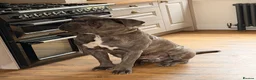 Cane Corso dogs for sale: Stunning Cane Corso requires the best home  - Advert 3