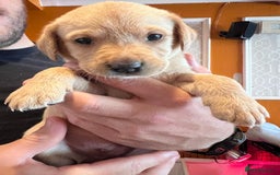 Labrador Retriever dogs for sale: Labrador puppies - Image 37