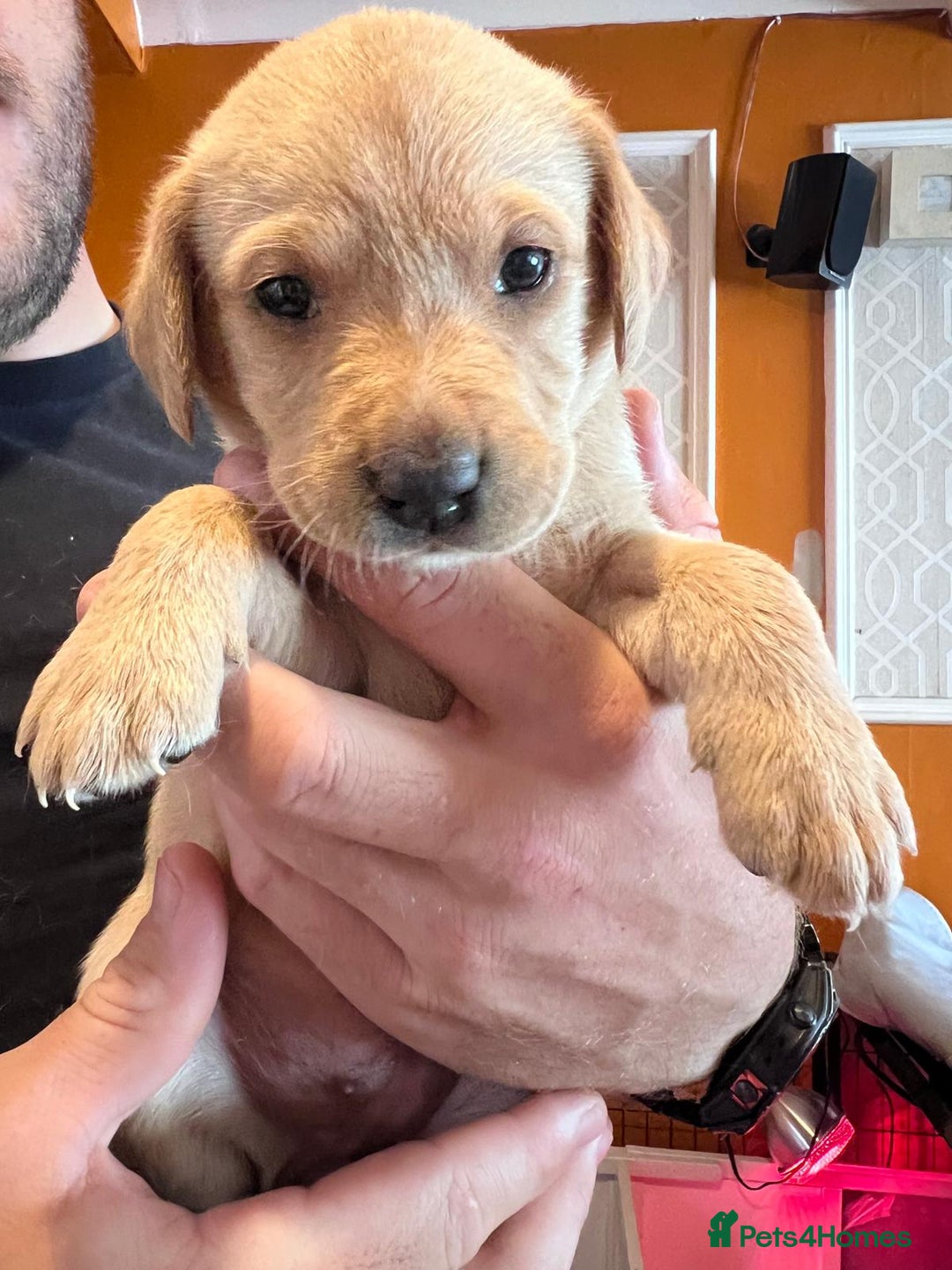 Labrador Retriever dogs for sale: Labrador puppies - Image 37