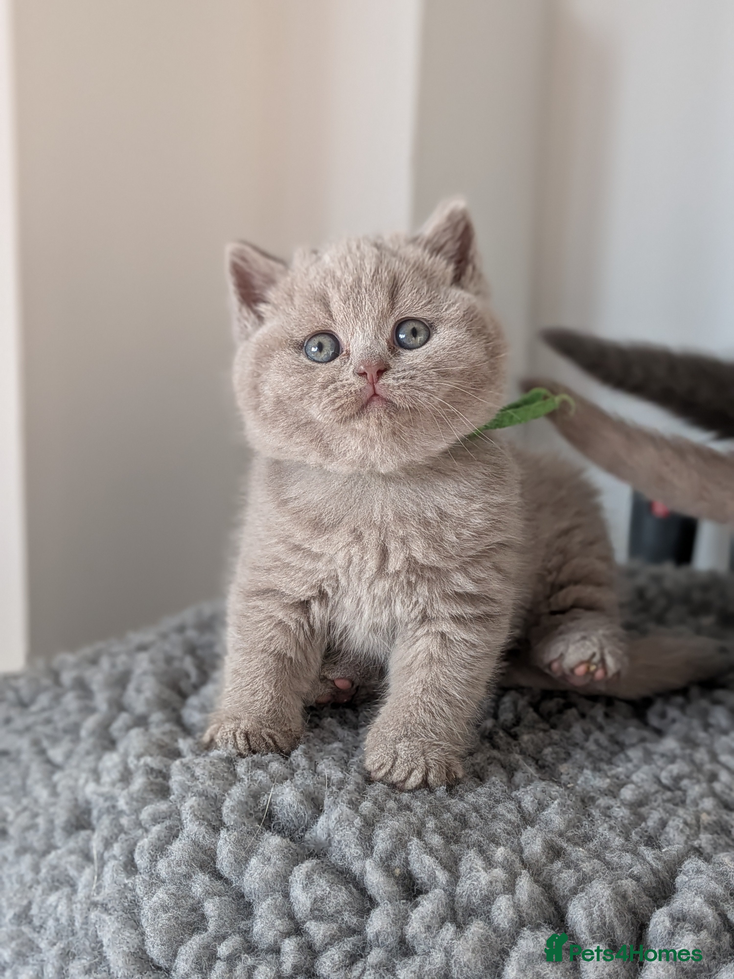 British Shorthair cats British Shorthair kittens  - Advert 2