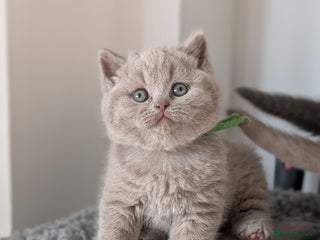 British Shorthair cats British Shorthair kittens - Advert 8