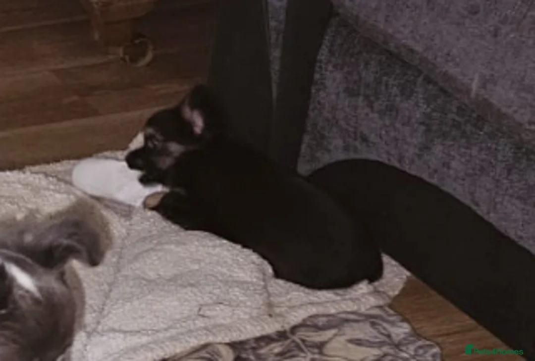 Chihuahua dogs for sale: Beautiful Black and Tan chihuahua boy  - Advert 7