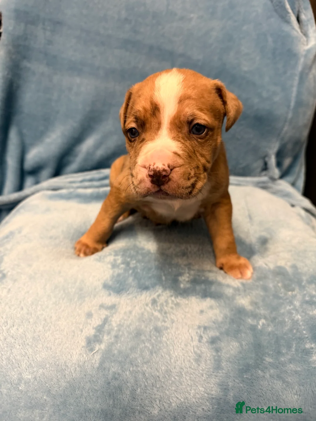 Mixed Breed dogs for sale: Cane Corso mixed  - Advert 28