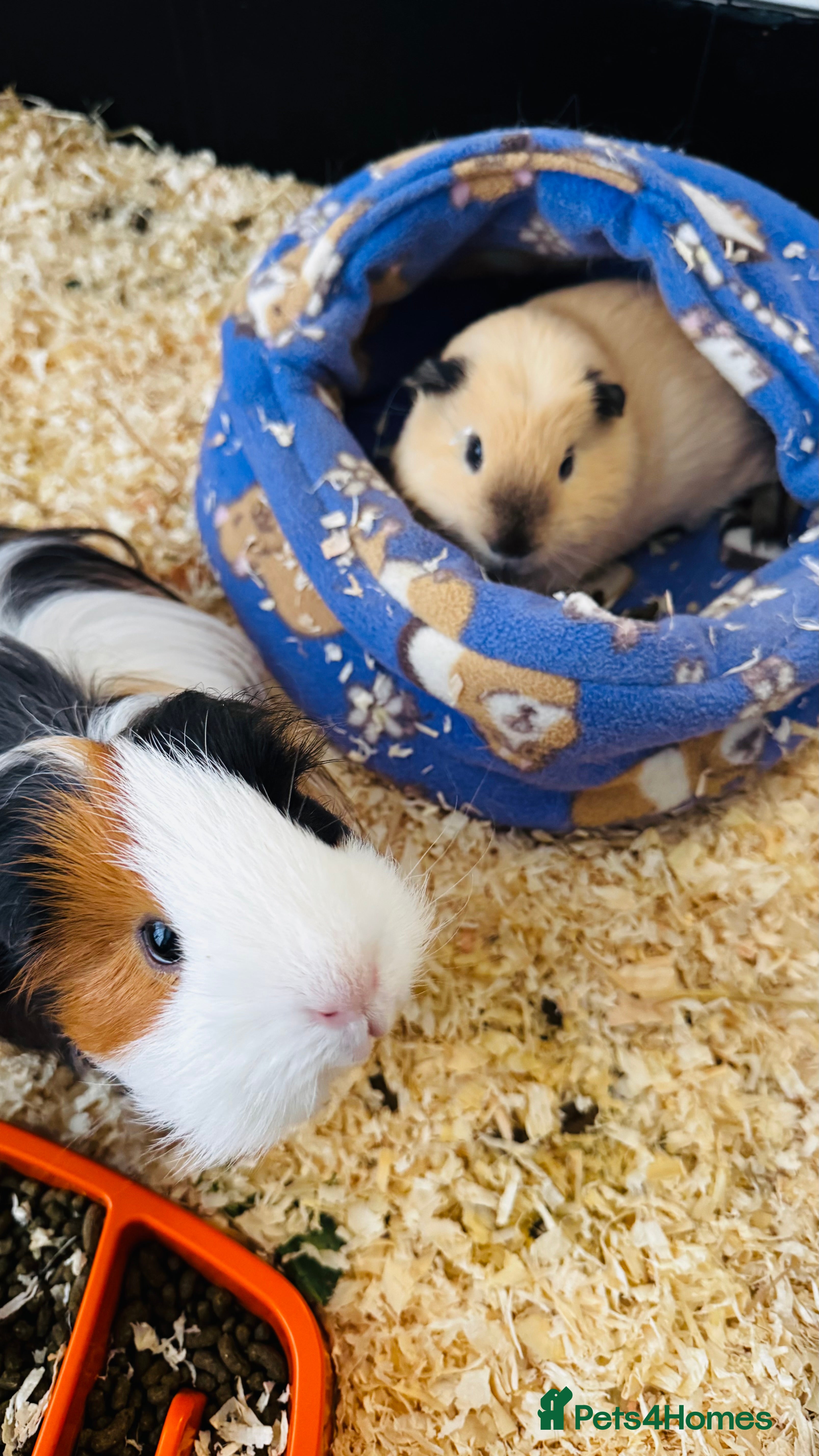 Guinea Pig rodents 2 Beautiful Male Guinea pigs for sale  - Advert 1