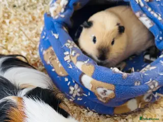 Guinea Pig rodents 2 Beautiful Male Guinea pigs for sale - Advert 1