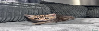 Mixed Breed Kitten 3
