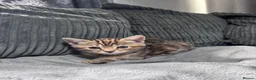 Mixed Breed cats for sale: American bobtail/tortoise shell  - Advert 11