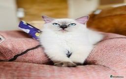 Ragdoll cats for sale: King Jaffreee GCCF active boy kitten - Image 5